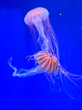 新江ノ島水族館に投稿された画像（2026/8/13）