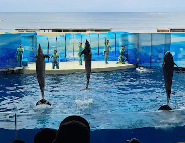 新江ノ島水族館に投稿された画像（2026/8/13）