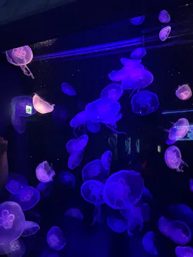 島根県立 しまね海洋館に投稿された画像（2026/8/13）