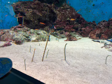 島根県立 しまね海洋館に投稿された画像（2026/8/13）