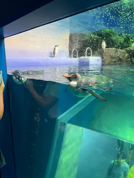 島根県立 しまね海洋館に投稿された画像（2026/8/13）