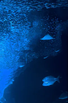 マリンワールド海の中道に投稿された画像（2026/8/13）