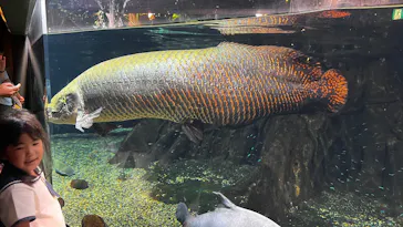 世界淡水魚園水族館　アクア・トトぎふに投稿された画像（2026/8/13）