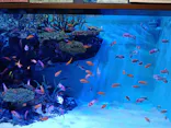 竹島水族館に投稿された画像（2026/8/14）
