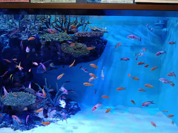 竹島水族館に投稿された画像（2026/8/13）