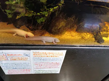 竹島水族館に投稿された画像（2026/8/13）