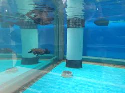 名古屋港水族館に投稿された画像（2026/8/13）