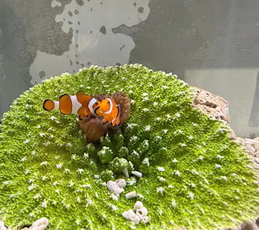 上越市立水族博物館 うみがたりに投稿された画像（2026/8/13）
