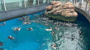 上越市立水族博物館 うみがたりに投稿された画像（2026/8/13）