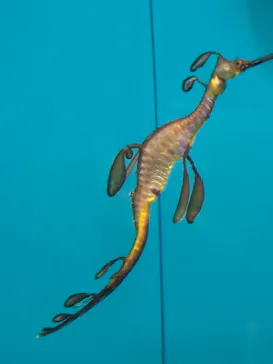 葛西臨海水族園に投稿された画像（2026/8/13）