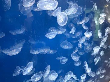 葛西臨海水族園に投稿された画像（2026/8/13）