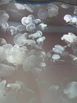 アクアワールド茨城県大洗水族館に投稿された画像（2026/8/13）