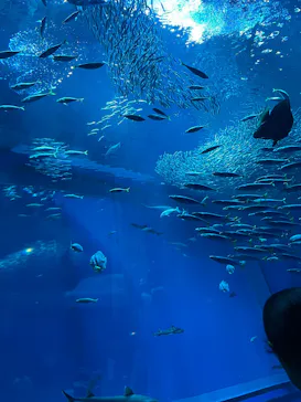 アクアワールド茨城県大洗水族館に投稿された画像（2026/8/13）