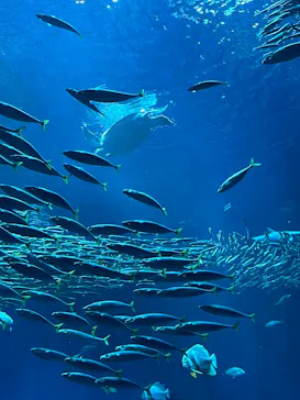 アクアワールド茨城県大洗水族館に投稿された画像（2026/8/13）