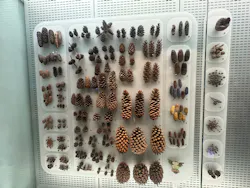 国立科学博物館に投稿された画像（2026/8/13）