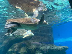 名古屋港水族館に投稿された画像（2026/8/13）