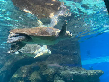 名古屋港水族館に投稿された画像（2026/8/13）