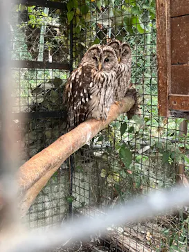 しろとり動物園に投稿された画像（2026/8/14）
