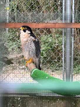 しろとり動物園に投稿された画像（2026/8/14）