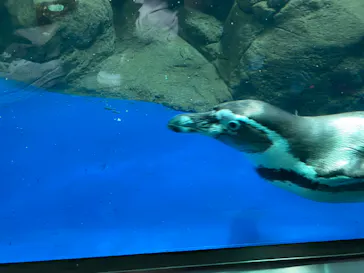 新江ノ島水族館に投稿された画像（2026/8/14）