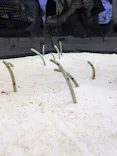 すみだ水族館に投稿された画像（2026/8/14）