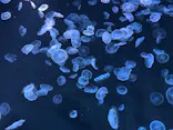 すみだ水族館に投稿された画像（2026/8/14）