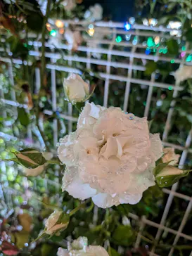 せんだい農業園芸センター　みどりの杜に投稿された画像（2026/8/14）