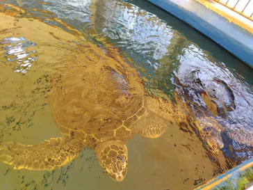 越前松島水族館に投稿された画像（2026/8/14）