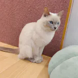猫カフェPuchiMarry ラソラ札幌店に投稿された画像（2026/8/14）