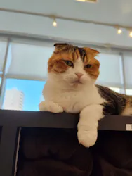 猫カフェPuchiMarry ラソラ札幌店に投稿された画像（2026/8/14）