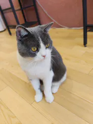 猫カフェPuchiMarry ラソラ札幌店に投稿された画像（2026/8/14）