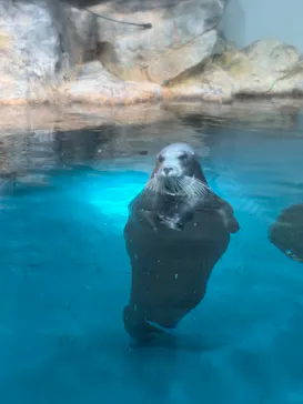 大分マリーンパレス水族館 「うみたまご」に投稿された画像（2026/8/14）