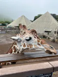 伊豆シャボテン動物公園に投稿された画像（2026/8/14）