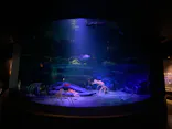 竹島水族館に投稿された画像（2026/8/14）