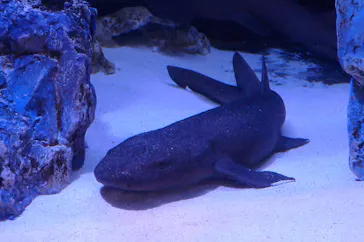 竹島水族館に投稿された画像（2026/8/14）