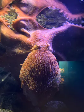 新江ノ島水族館に投稿された画像（2026/8/14）