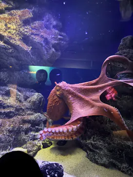 新江ノ島水族館に投稿された画像（2026/8/14）
