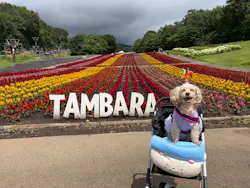 たんばらラベンダーパークに投稿された画像（2026/8/14）