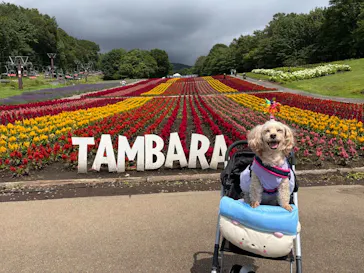 たんばらラベンダーパークに投稿された画像（2026/8/14）