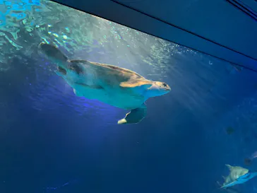 島根県立 しまね海洋館に投稿された画像（2026/8/14）
