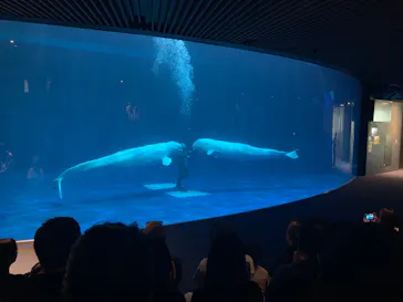 島根県立 しまね海洋館に投稿された画像（2026/8/14）