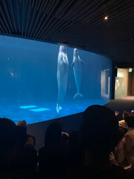 島根県立 しまね海洋館に投稿された画像（2026/8/14）