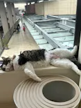 Cat Café MOFF グランベリーパーク店に投稿された画像（2026/8/14）