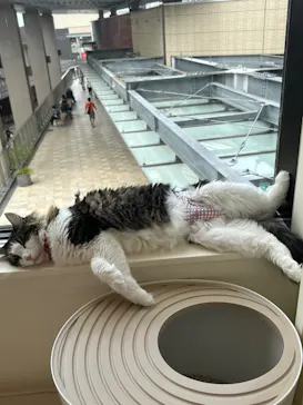 Cat Café MOFF グランベリーパーク店に投稿された画像（2026/8/14）