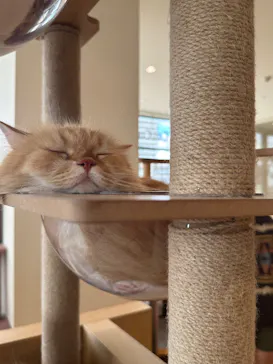 Cat Café MOFF グランベリーパーク店に投稿された画像（2026/8/14）