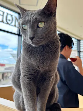 Cat Café MOFF グランベリーパーク店に投稿された画像（2026/8/14）