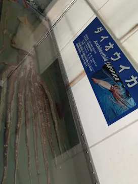 越前松島水族館に投稿された画像（2026/8/14）