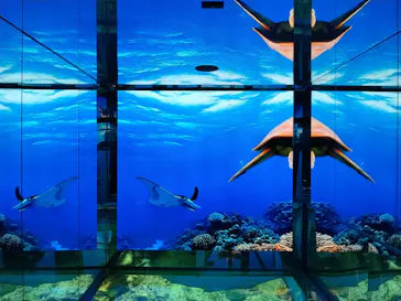 越前松島水族館に投稿された画像（2026/8/14）