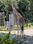 天王寺動物園に投稿された画像（2026/8/14）
