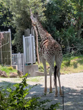 天王寺動物園に投稿された画像（2026/8/14）
